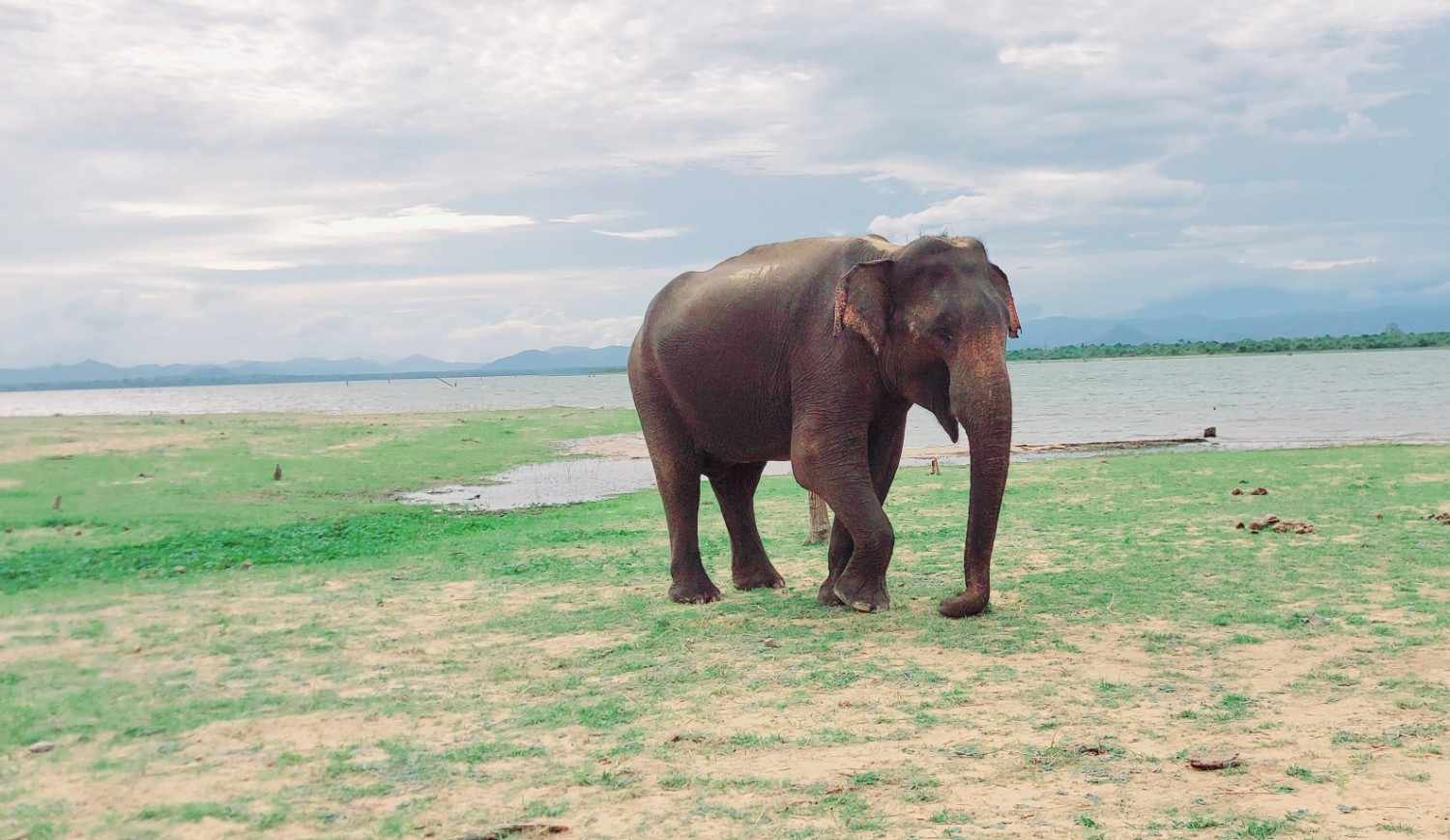 Half Day Elephant Safari Udawalawe