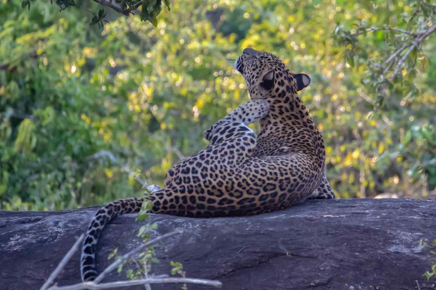 Wildlife Photography Safari in Sri Lanka