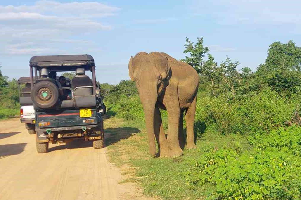 Wild Wildlife Discovery